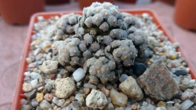 MAMMILLARIA "THERESAE"