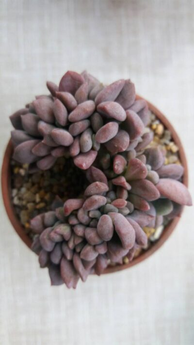 ECHEVERIA GLAUCA CRISTATA