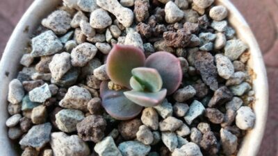 Sedum "Suaveolens"