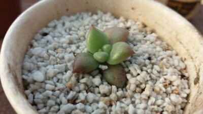 ECHEVERIA VAN KEPPEL "AFRODITA"