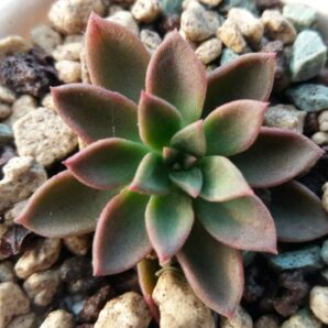 Sedeveria "Darley Dale" | 111
