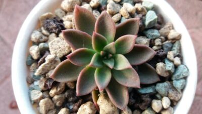Sedeveria "Darley Dale"