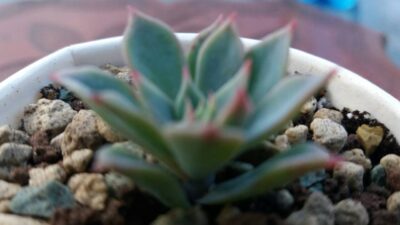 ECHEVERIA "KIROV"