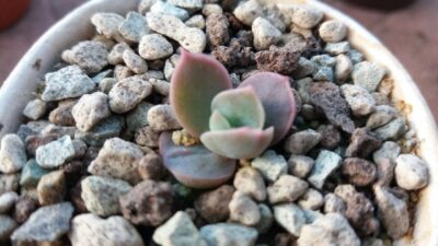Sedum "Suaveolens" - Зображення 2