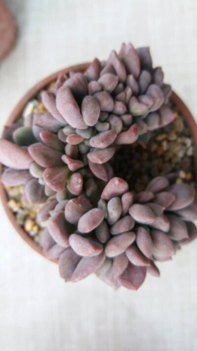 ECHEVERIA GLAUCA CRISTATA - Зображення 2