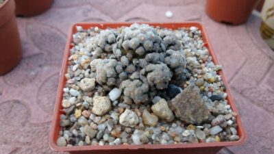 MAMMILLARIA "THERESAE" - Зображення 3