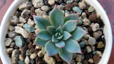 ECHEVERIA "KIROV" - Зображення 2