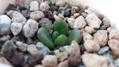 Sedum "SHANGRI-LA"
