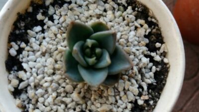 ECHEVERIA "AFFINISxGLAUCA" - Зображення 2