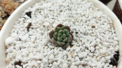 ECHEVERIA "MINIMA" - Зображення 2