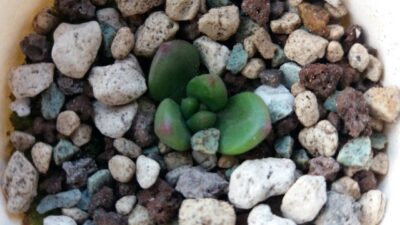 Sedum "SHANGRI-LA" - Зображення 2