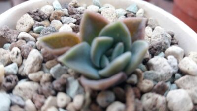 GRAPTOVERIA "FANTOME"