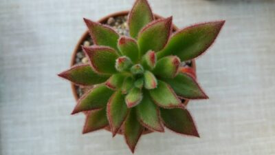 ECHEVERIA "SET OLIVER" - Зображення 2