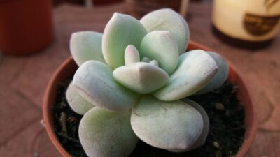 Echeveria laui