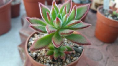ECHEVERIA "SET OLIVER"
