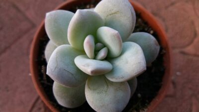 Echeveria laui - Зображення 2