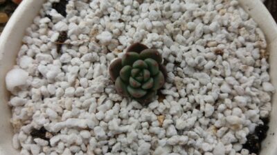 ECHEVERIA "MINIMA"