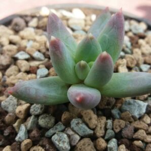 Pachyveria "YVONNE"