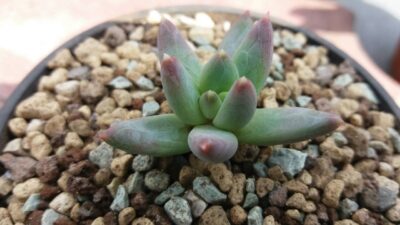 Pachyveria "YVONNE"