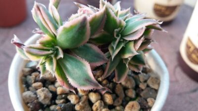AEONIUM SUNBURST CRISTATA