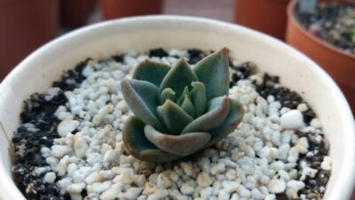 ECHEVERIA "AFFINISxGLAUCA"
