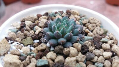 ECHEVERIA "RUNDELLII"