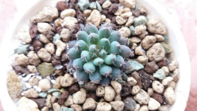 ECHEVERIA "RUNDELLII" - Зображення 2