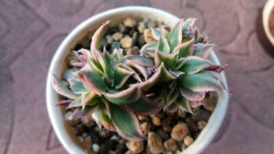AEONIUM SUNBURST CRISTATA - Зображення 2
