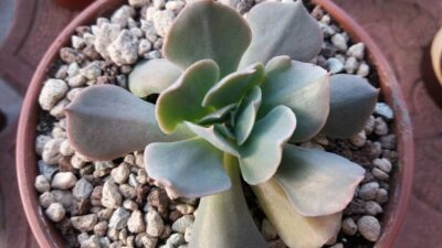 ECHEVERIA "SWAN LAKE"