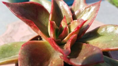 ECHEVERIA "SALSA VERDE" var. - Зображення 4