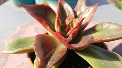 ECHEVERIA "SALSA VERDE" var. - Зображення 5
