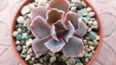 ECHEVERIA "NEON BREAKERS" - Зображення 3