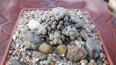 MAMMILLARIA THERESAE