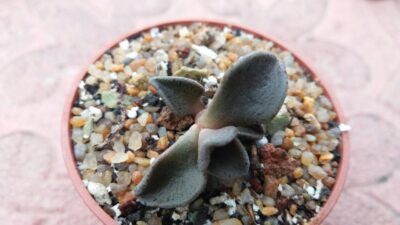 LENOPHYLLUM "GUTTATUM"