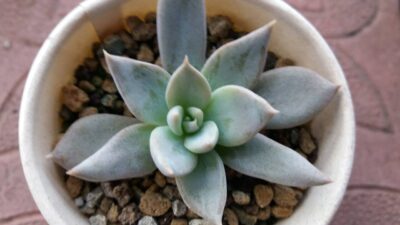 ECHEVERIA "SILVER QUEEN" - Зображення 2