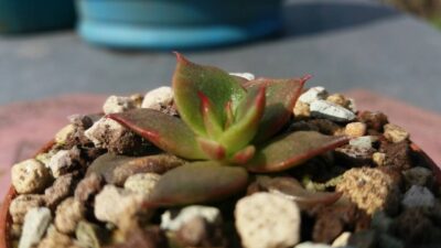 ECHEVERIA "SALSA VERDE" var. - Зображення 2