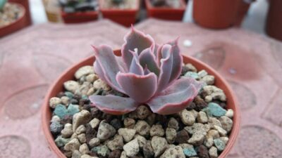 ECHEVERIA "NEON BREAKERS" - Зображення 2