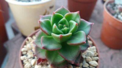 Sedeveria "Letizia"