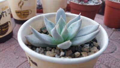 ECHEVERIA "SILVER QUEEN" - Зображення 3