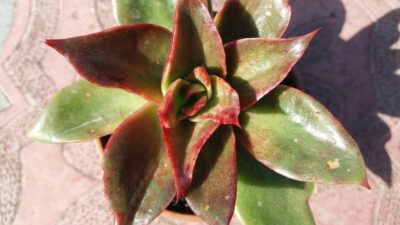 ECHEVERIA "SALSA VERDE" var. - Зображення 6