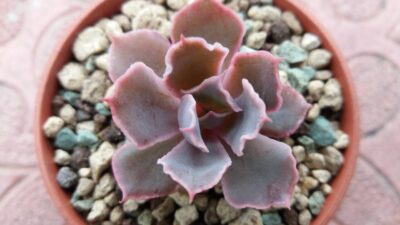 ECHEVERIA "NEON BREAKERS"