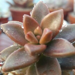 GRAPTOSEDUM "ALPENGLOW" | 93