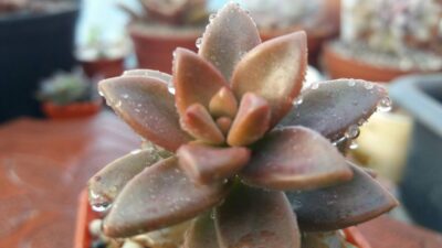 GRAPTOSEDUM "ALPENGLOW"