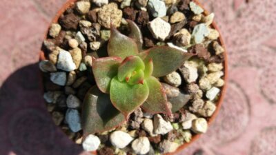 ECHEVERIA "SALSA VERDE" var. - Зображення 3