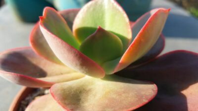 ECHEVERIA "SUYON"