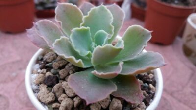 Echeveria "Frilly"