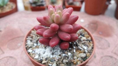 Sedum "Aurora" - Зображення 2