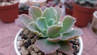 Echeveria "Frilly" - Зображення 2