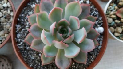 ECHEVERIA "ORION" - Зображення 2