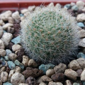 REBUTIA "MUSCULA" | 89
